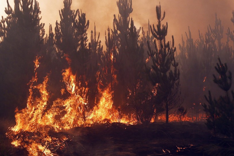 Już sześć ofiar śmiertelnych wielkich pożarów lasów /PAP/EPA