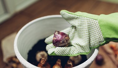 Już teraz możesz sadzić kwiaty na balkonie. Te odmiany nie boją się chłodów