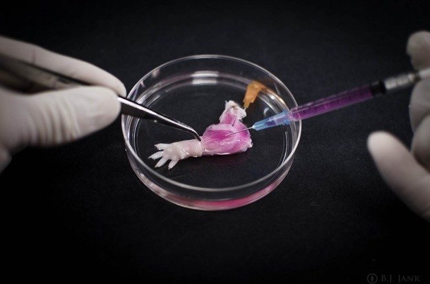 Już udało się stworzyć szczurzą kończynę z laboratorium. Teraz kolej na ludzi? /materiały prasowe