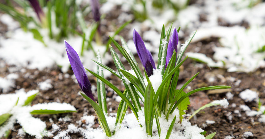 Już w lutym w twoim ogródku mogą pojawić się pierwsze zwiastuny wiosny /123RF/PICSEL