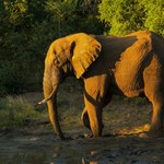 Już wiadomo, dlaczego słonie rzadko chorują na nowotwory