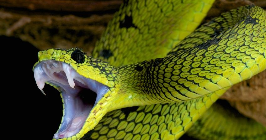Już wiadomo, dlaczego węże nie mają kończyn /123RF/PICSEL
