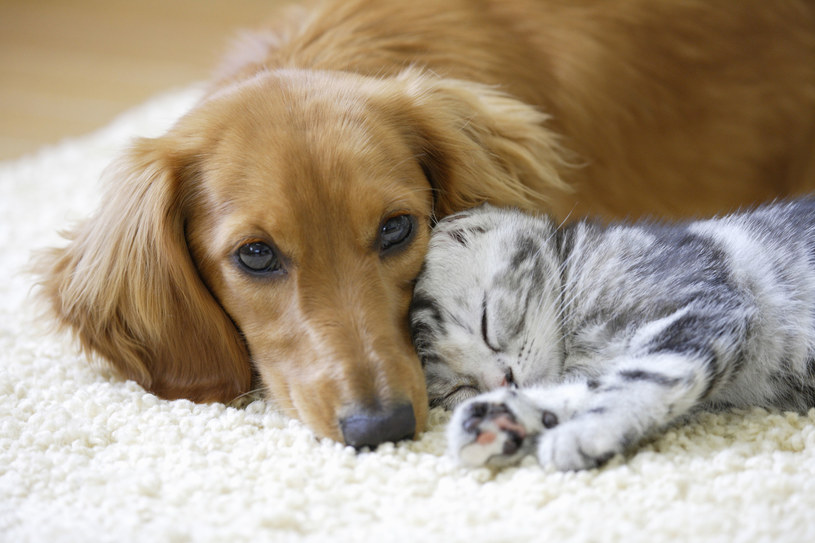 Już wiadomo, które zwierzę jest mądrzejsze - pies czy kot? /123RF/PICSEL