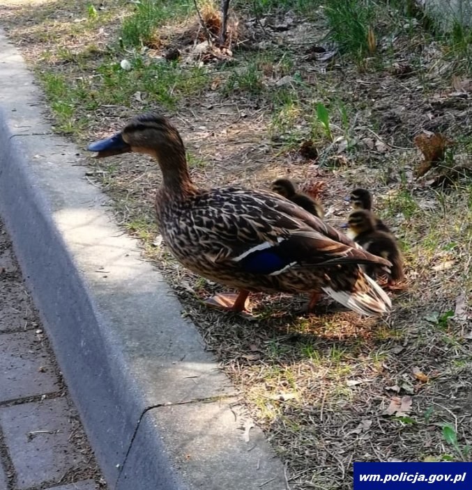 Kaczątka bezpiecznie wróciły do mamy /Policja Warmińsko-Mazurska /Policja