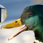 Kacze bufety ponownie w parkach. Karmę dostaniesz za darmo