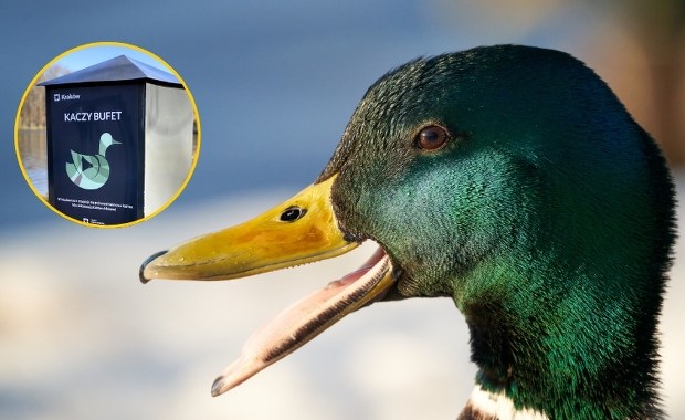 Kacze bufety ponownie w parkach. Karmę dostaniesz za darmo