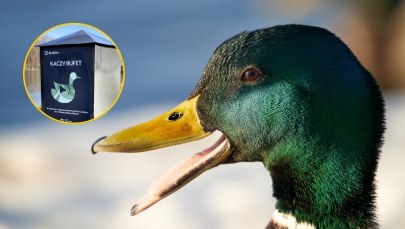 Kacze bufety ponownie w parkach. Karmę dostaniesz za darmo