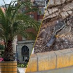 Kaczka zmienia plany magistratu. Na jedną z palm trzeba poczekać