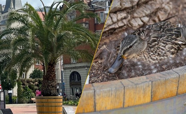 Kaczka zmienia plany magistratu. Na jedną z palm trzeba poczekać