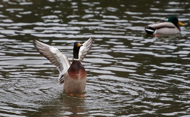 Kaczki kontra kierowcy. Francja walczy z piratami drogowymi 