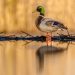 Kaczki krzyżówki pokrzyżują budowę Tarczy Wschód?