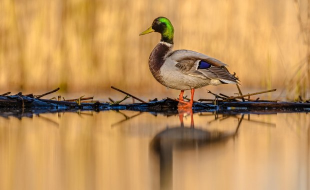Kaczki krzyżówki pokrzyżują budowę Tarczy Wschód?