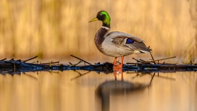 Kaczki krzyżówki pokrzyżują budowę Tarczy Wschód?