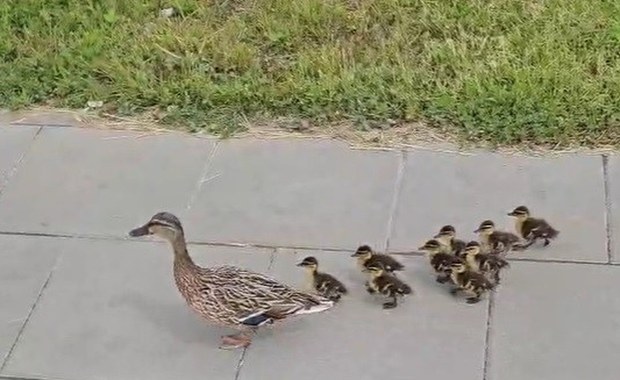 Kaczki wstrzymały ruch w centrum Warszawy