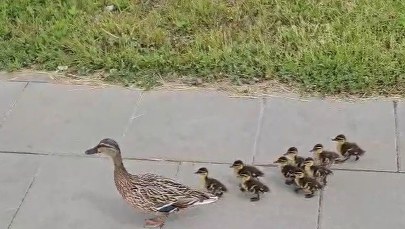 Kaczki wstrzymały ruch w centrum Warszawy