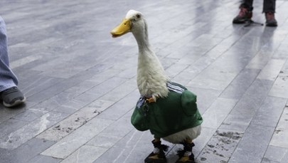 Kaczor bohaterem mundialu. Dlaczego kibice go pokochali?