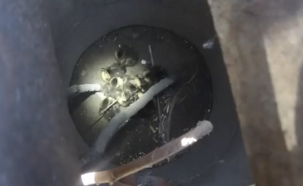 Kaczuszki w pułapce. Strażnicy ze Szczecinka pospieszyli na ratunek [FILM]