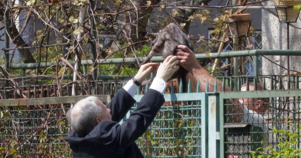 Kaczyński łapie kota /- /East News