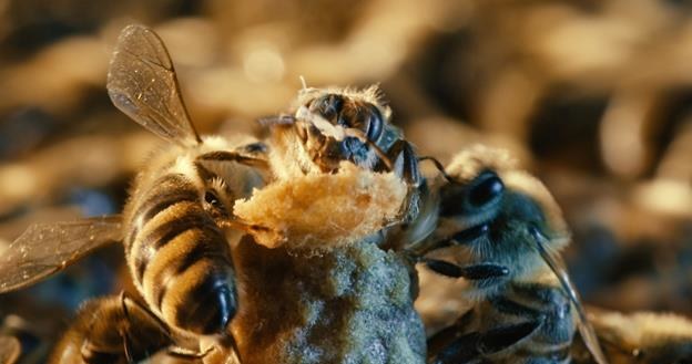 Kadr z filmu dokumentalnego "Więcej niż miód" w reżyserii Markusa Imhoofa /materiały dystrybutora