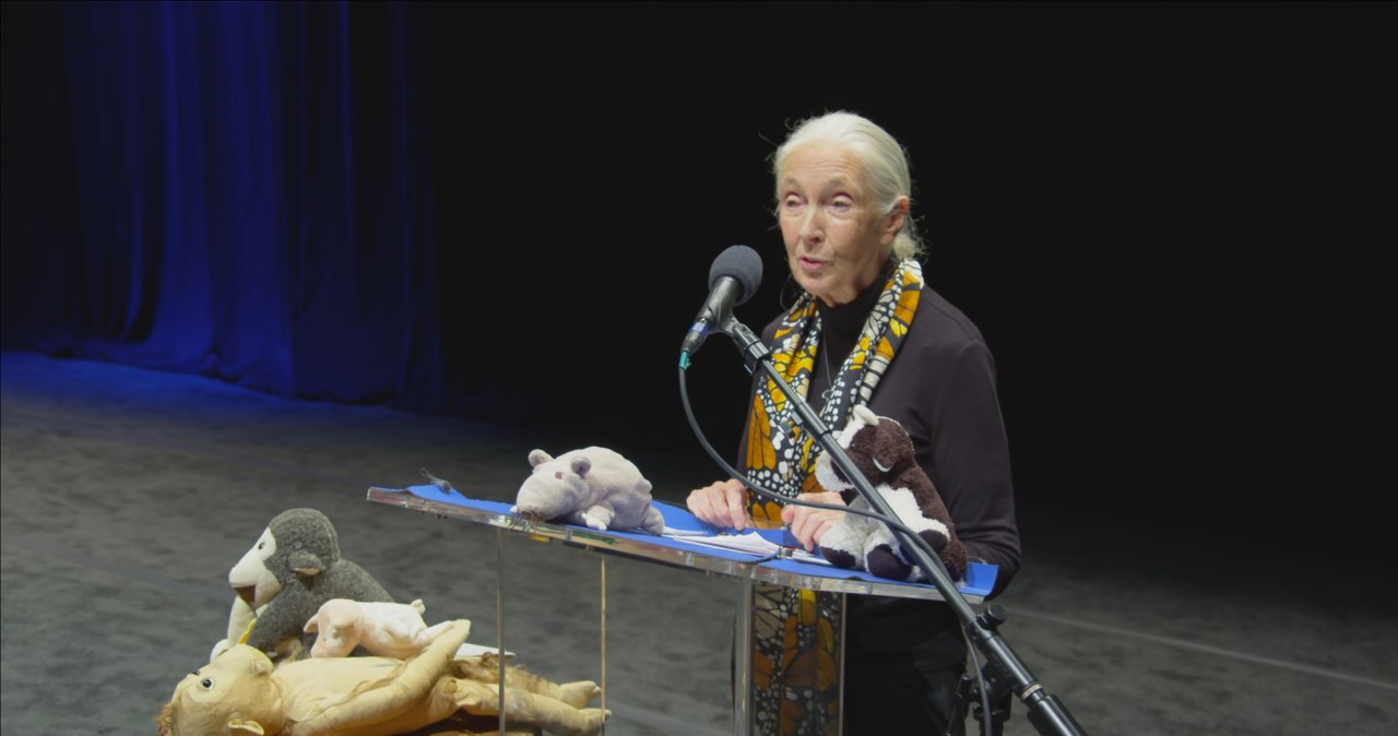 Kadr z filmu "Jane Goodall: nadzieja na przyszłość" /materiały prasowe