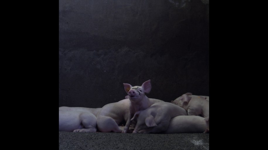 Kadr z filmu "M6NTHS" /Materiały prasowe