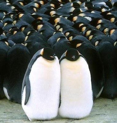 Kadr z filmu "Marsz pingwinów" /