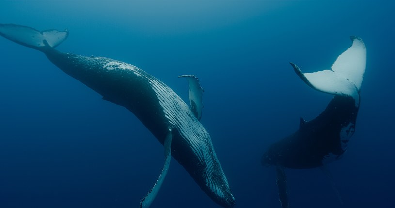 Kadr z filmu "Pieśni wielorybów" /© materiały dystrybutora /materiały prasowe
