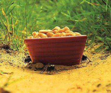 Kadr z filmu "Robaczki z Zaginionej Doliny"