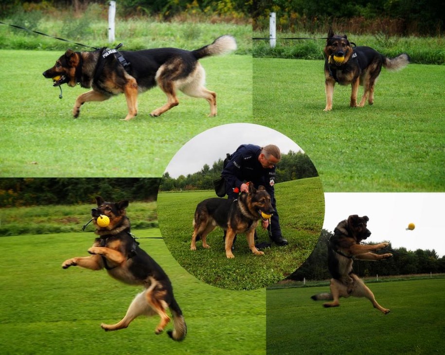 Kair uwielbia zabawy z piłką /Policja