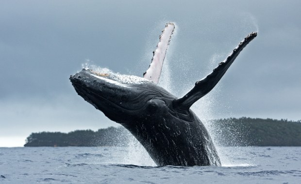 Kajakarz w paszczy wieloryba. Cudem uszedł z życiem [NAGRANIE]