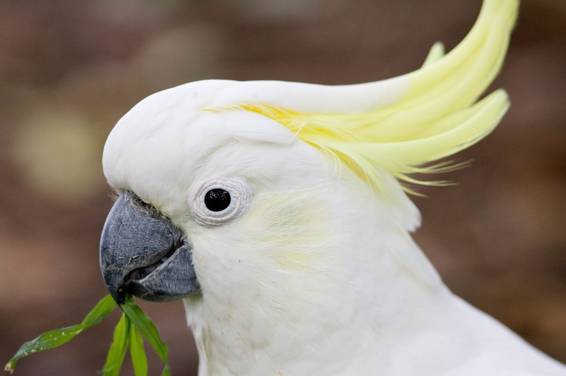 Kakadu żółtoczuba - powiedzieć, że to głośny ptak, to nic nie powiedzieć /Tim Graham / Contributor /Getty Images
