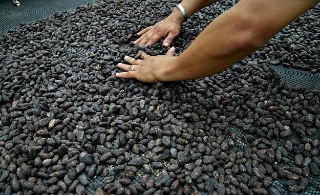 Kakao stało się okazją inwestycyjną na rynkach surowcowych /AFP