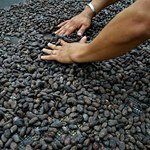 Kakao stało się okazją inwestycyjną na rynkach surowcowych