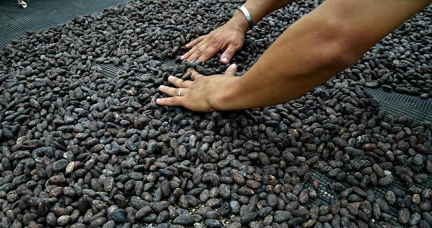 Kakao stało się okazją inwestycyjną na rynkach surowcowych /AFP