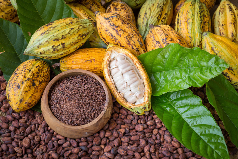 Kakao. Ze względu na zawartość dużej ilości antyoksydantów zapobiega starzeniu /123RF/PICSEL