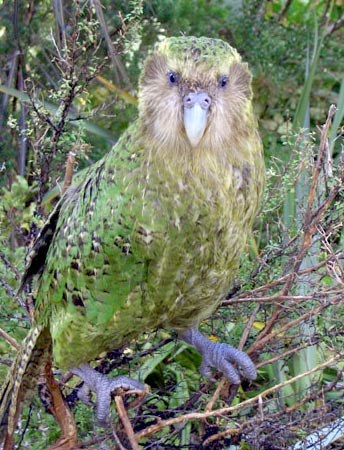 Kakapo /Wikimedia