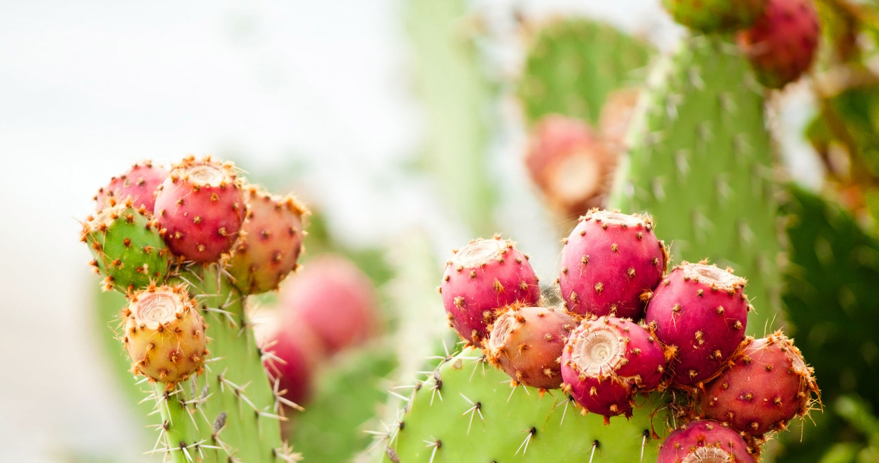 Kaktus należy do najpopularniejszych roślin w naszych domach. Cenimy go za wytrzymałość i egzotyczny wygląd /123RF/PICSEL