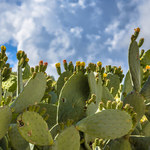 Kaktusy jadalne i ich zaskakujące właściwości