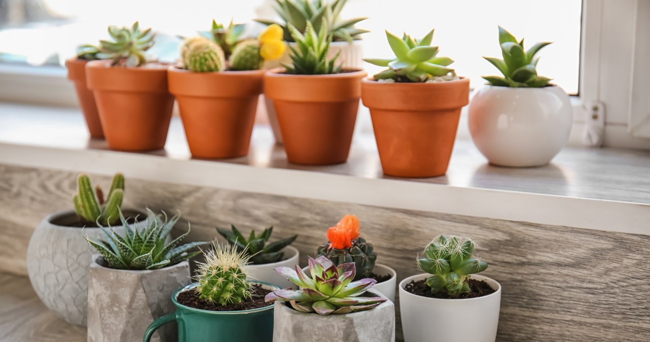 Kaktusy mogą przyczyniać się do kłótni między domownikami /123RF/PICSEL