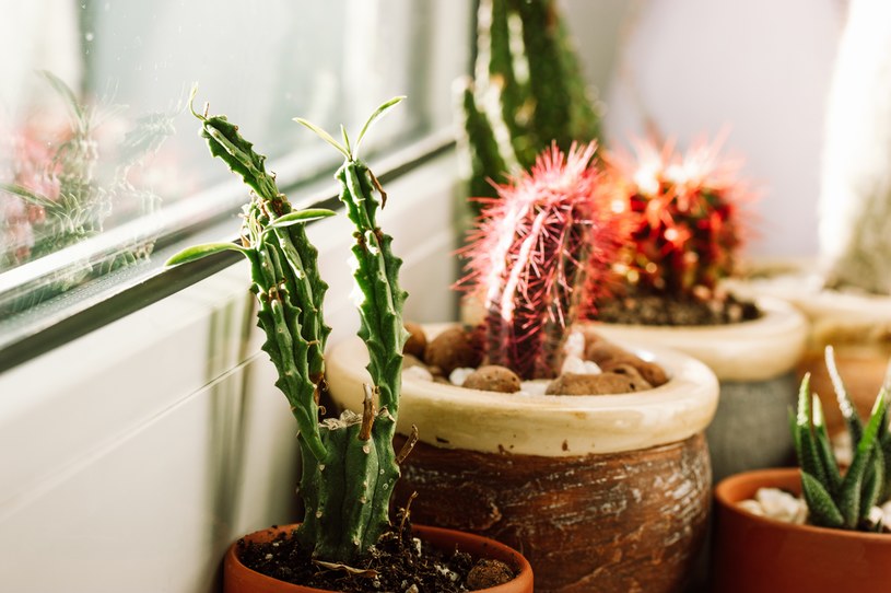 Kaktusy to bardzo wytrzymałe rośliny, idealne dla zabieganych osób /123RF/PICSEL
