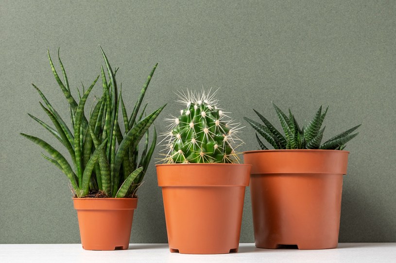Kaktusy to jedne z najbardziej odpornych roślin /123RF/PICSEL