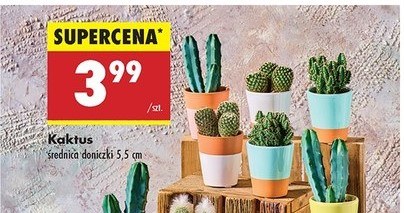Kaktusy za 3,99 zł w Biedronce /Biedronka /INTERIA.PL