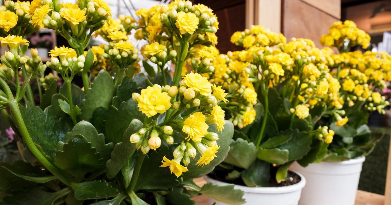 Kalanchoe zakwitnie, ale potrzebuje okresu spoczynku. /123RF/PICSEL