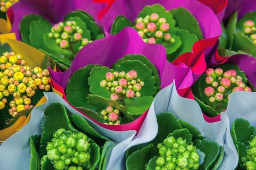 Kalanchoe /123RF/PICSEL