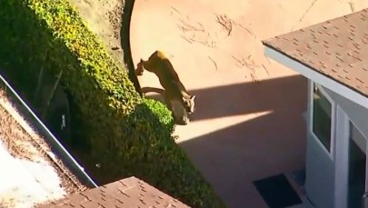 Kalifornia: Zabłąkana puma wędrowała między domami