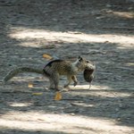 Kalifornijskie wiewiórki zmieniły zwyczaje. Polują na gryzonie