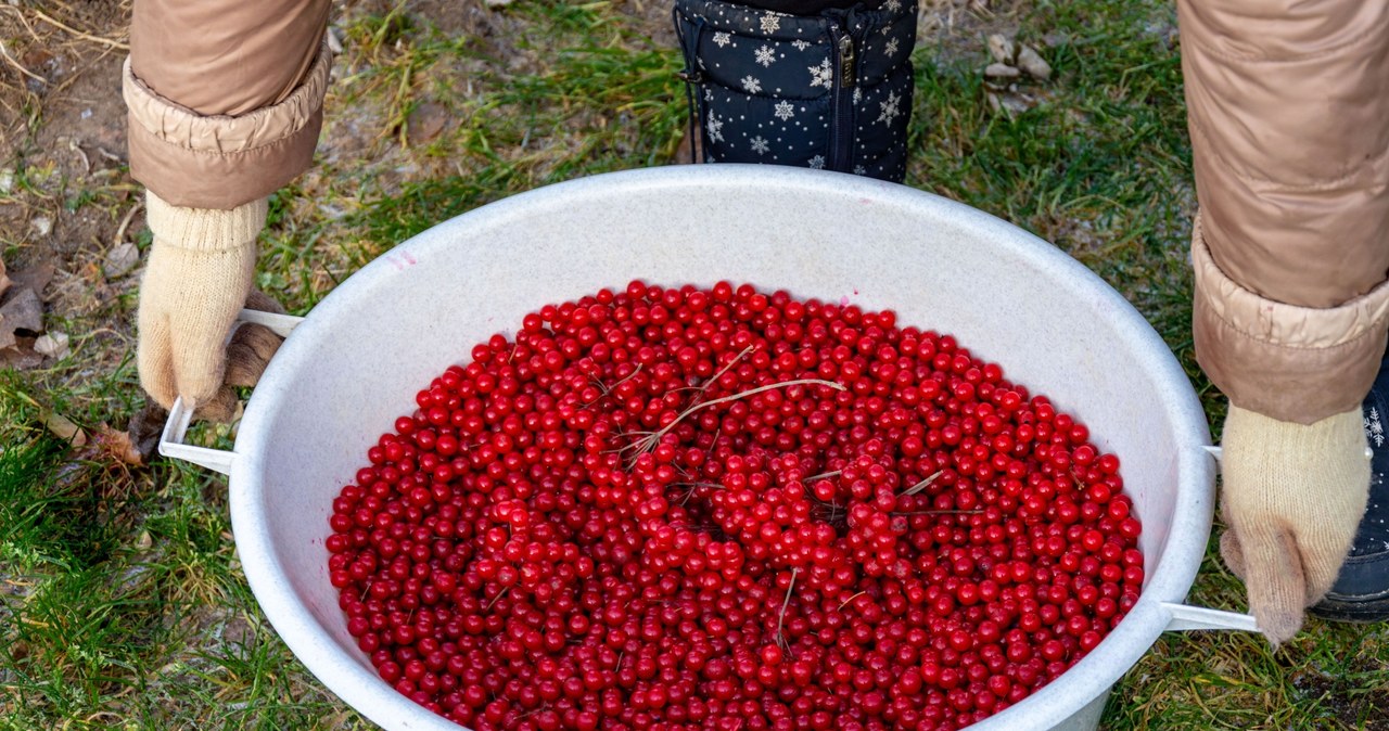 Kalinę można zbierać właściwie wszędzie. Często gości również w przydomowych ogródkach /123RF/PICSEL