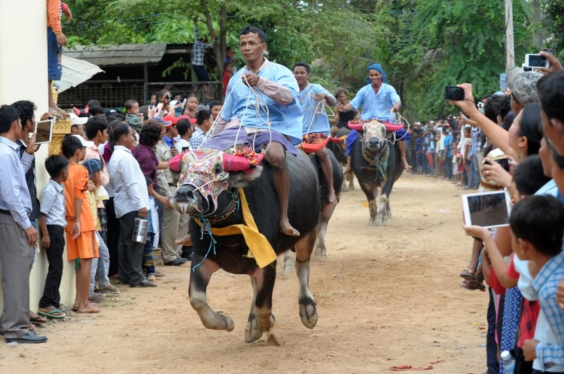 Kambodża. Festiwal śmierci Pchum Ben w prowincji Kandal. Jazda na bykach /AFP