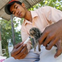 Kambodża: Młode leopardy uratowane z powodzi