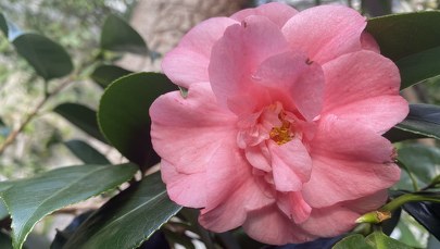 Kameliowy zawrót głowy w ogrodzie botanicznym w Warszawie 